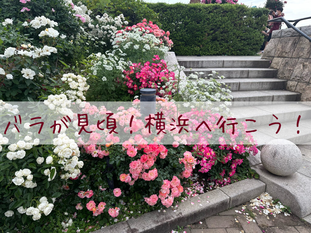 バラが見頃！横浜の公園へ行こう！