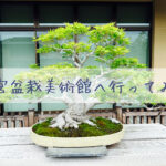 さいたま市大宮盆栽美術館で盆栽の美しさに魅了される